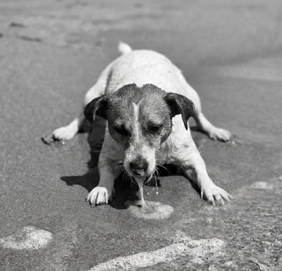 Cane che fatica a nuotare senza salvagente, muso vicino all'acqua